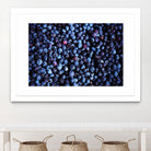 Blueberries II by Peter Morneau on GIANT ART - blue photo art