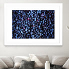 Blueberries II by Peter Morneau on GIANT ART - blue photo art