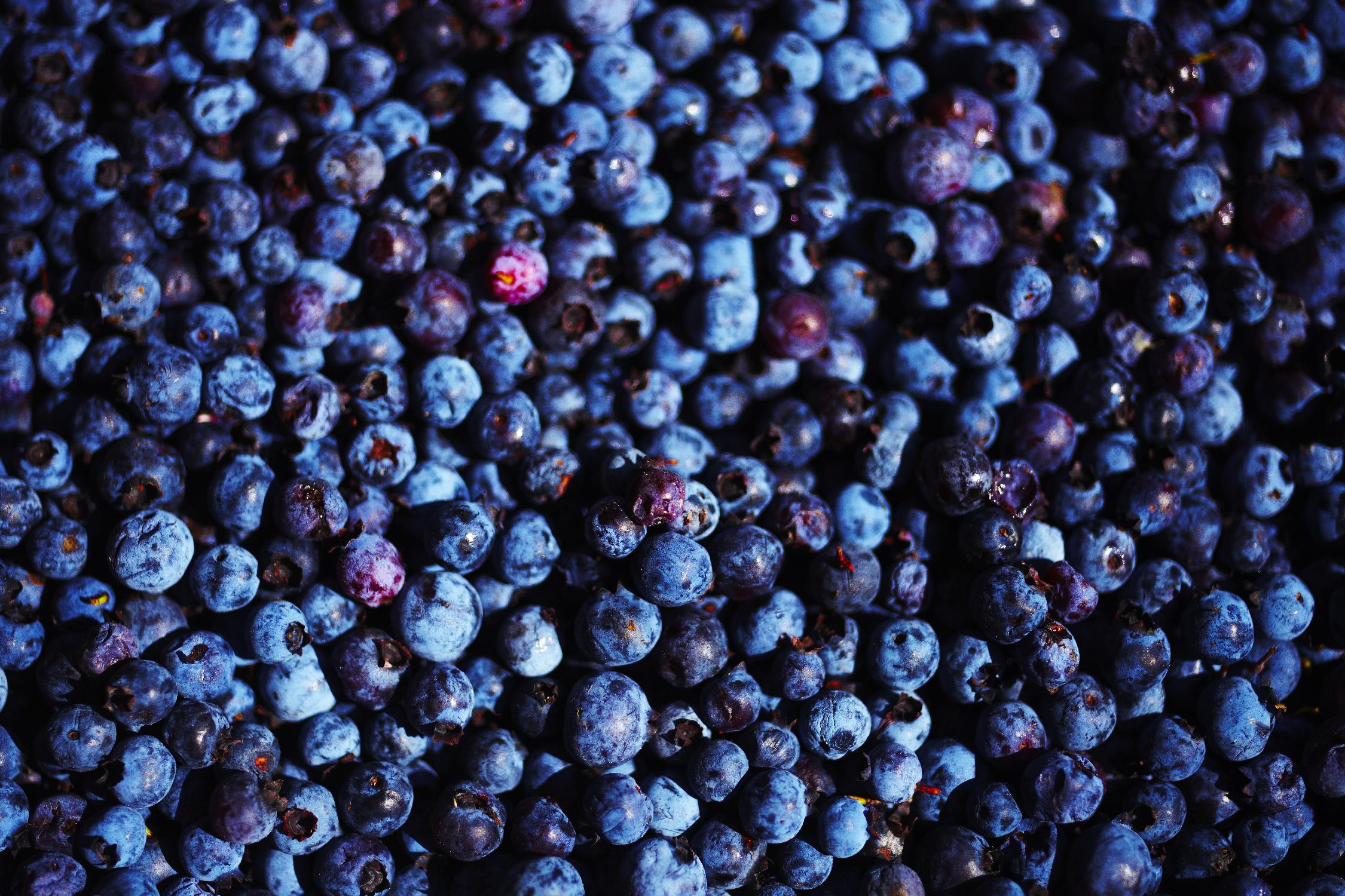 Blueberries II by Peter Morneau on GIANT ART - blue photo art