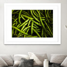 Greens I by Peter Morneau on GIANT ART - black photo art