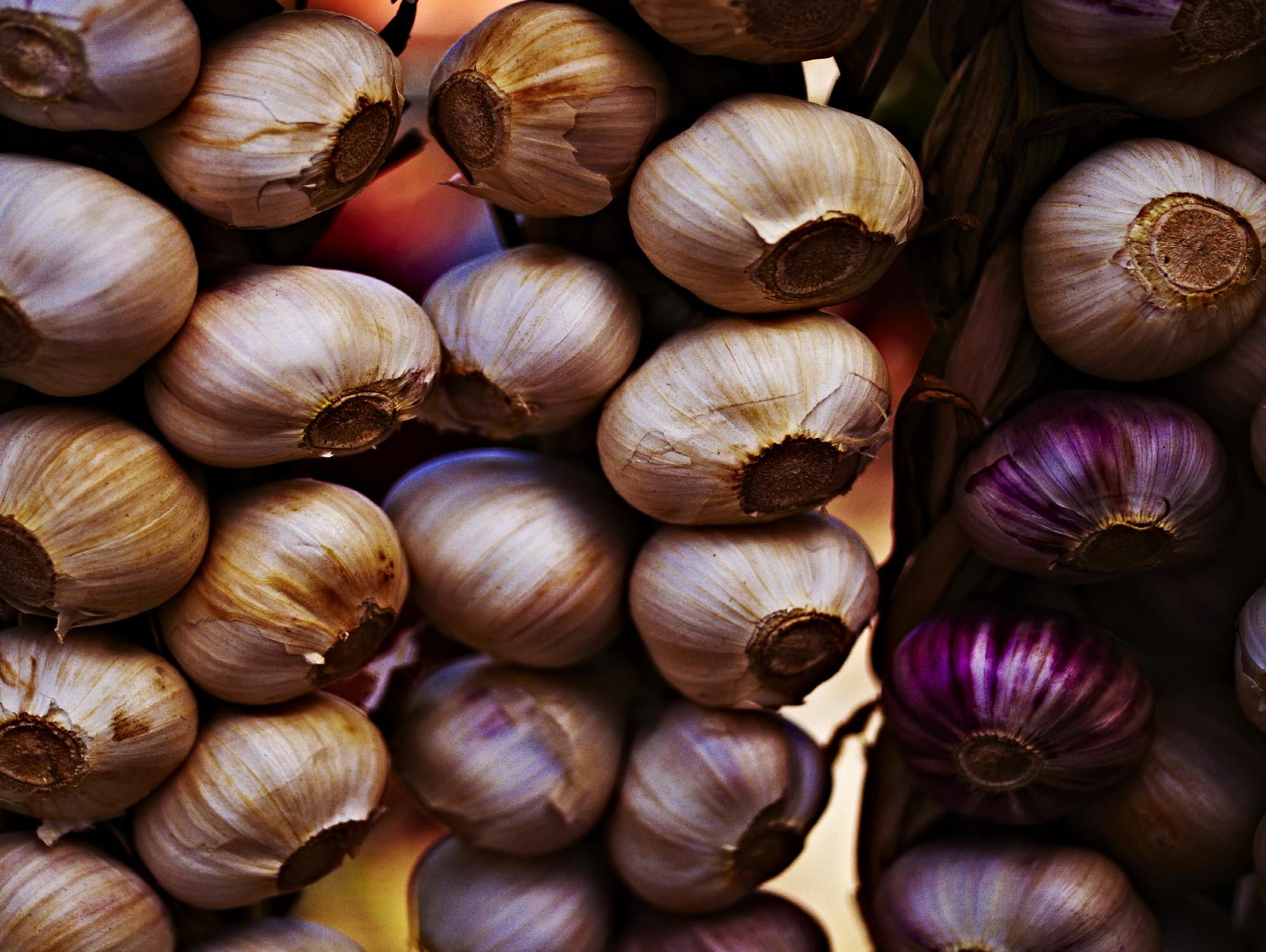 Garlic by Peter Morneau on GIANT ART - purple photo art