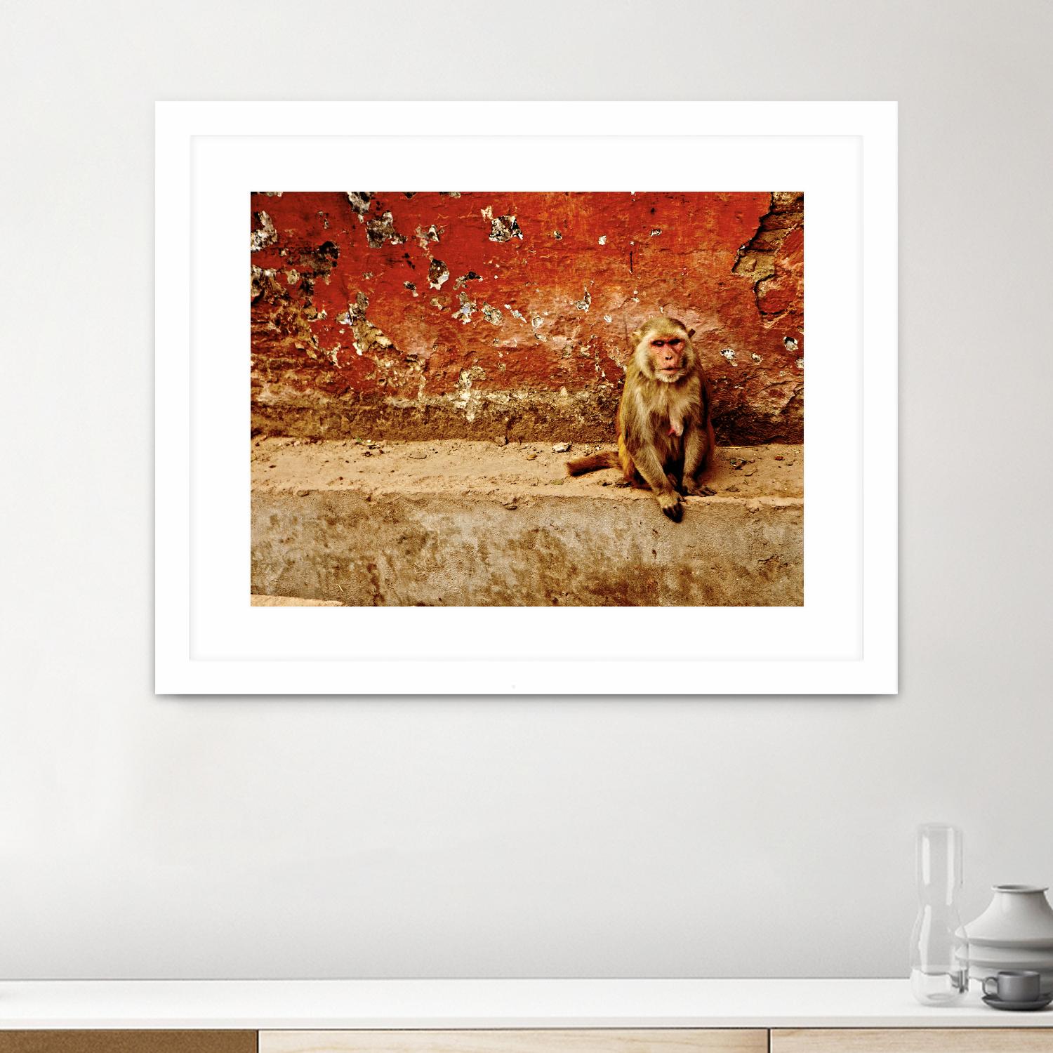Monkey by Peter Morneau on GIANT ART - orange photo art