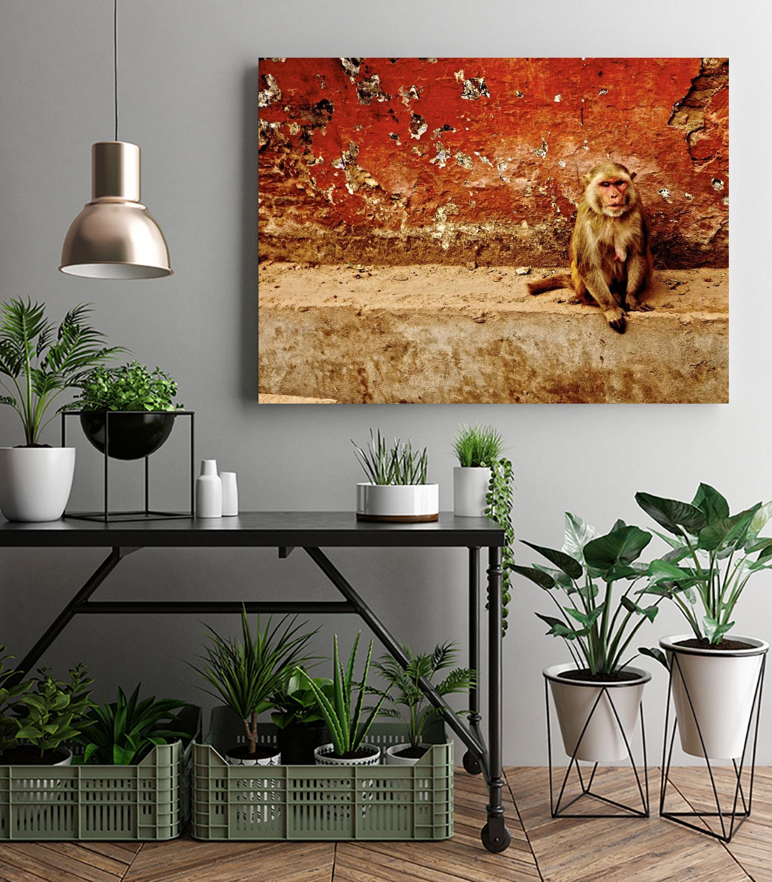 Monkey by Peter Morneau on GIANT ART - orange photo art