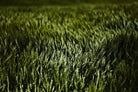 Grass III by Peter Morneau on GIANT ART - green photo art