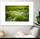 Grass IV by Peter Morneau on GIANT ART - green photo art