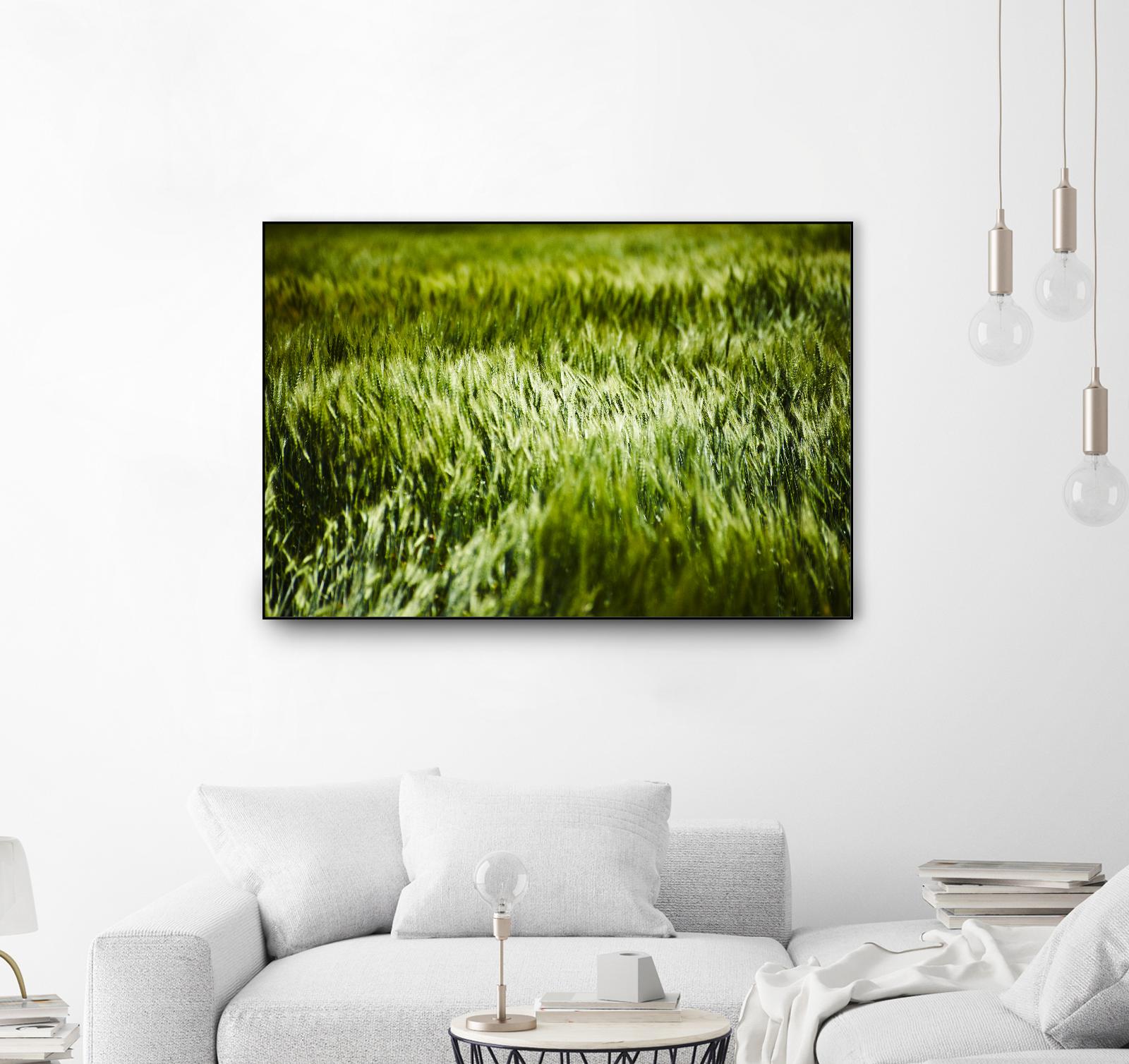 Grass IV by Peter Morneau on GIANT ART - green photo art