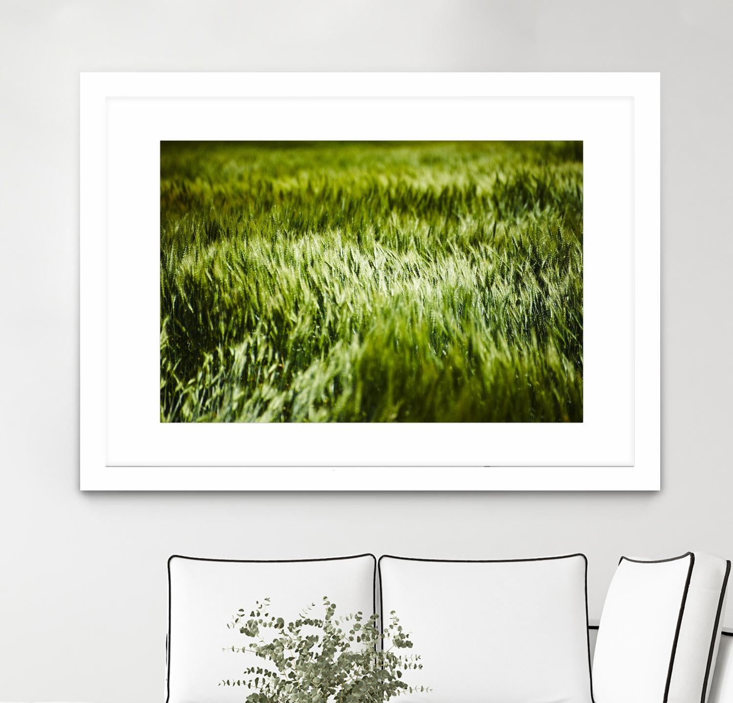 Grass IV by Peter Morneau on GIANT ART - green photo art