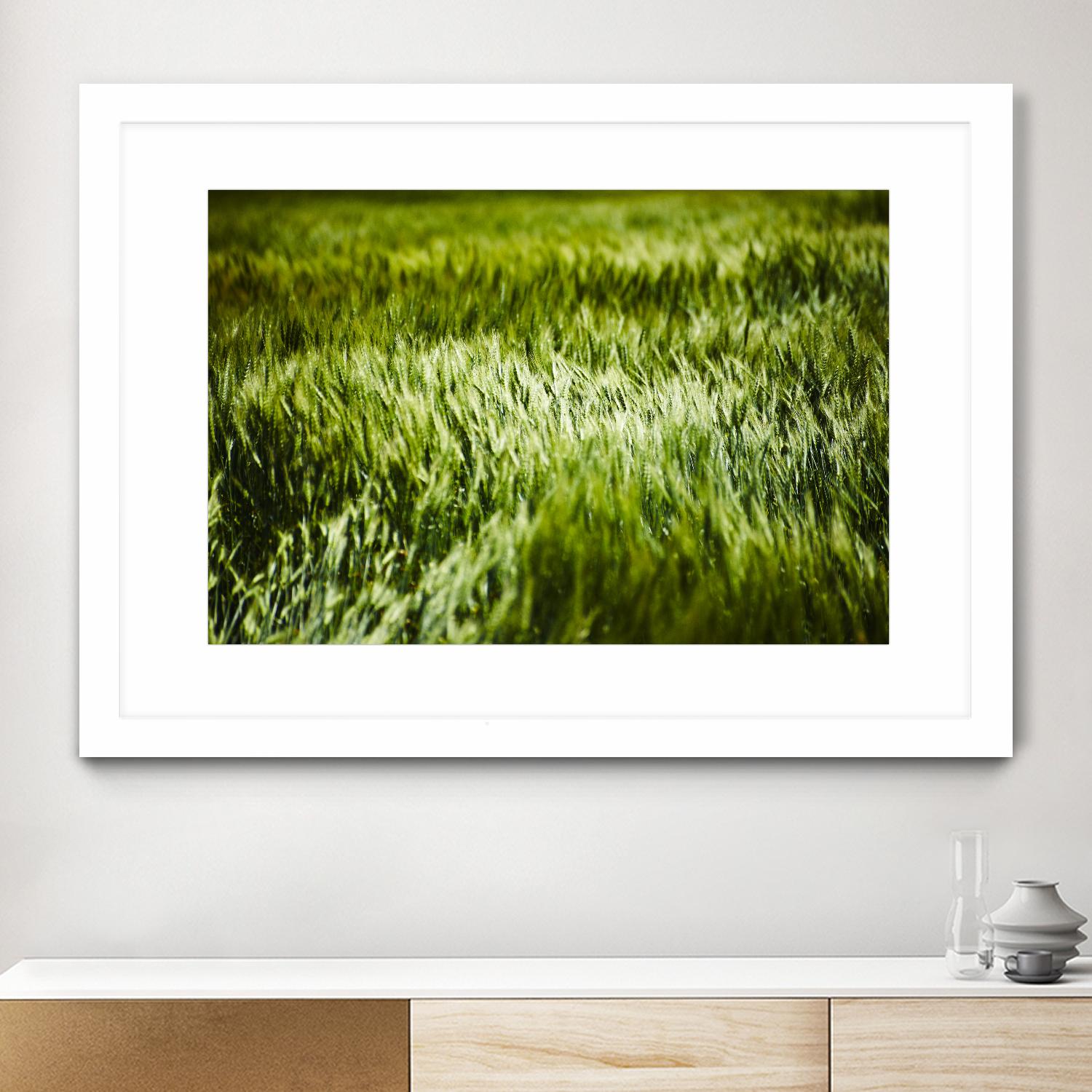 Grass IV by Peter Morneau on GIANT ART - green photo art