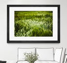 Grass IV by Peter Morneau on GIANT ART - green photo art