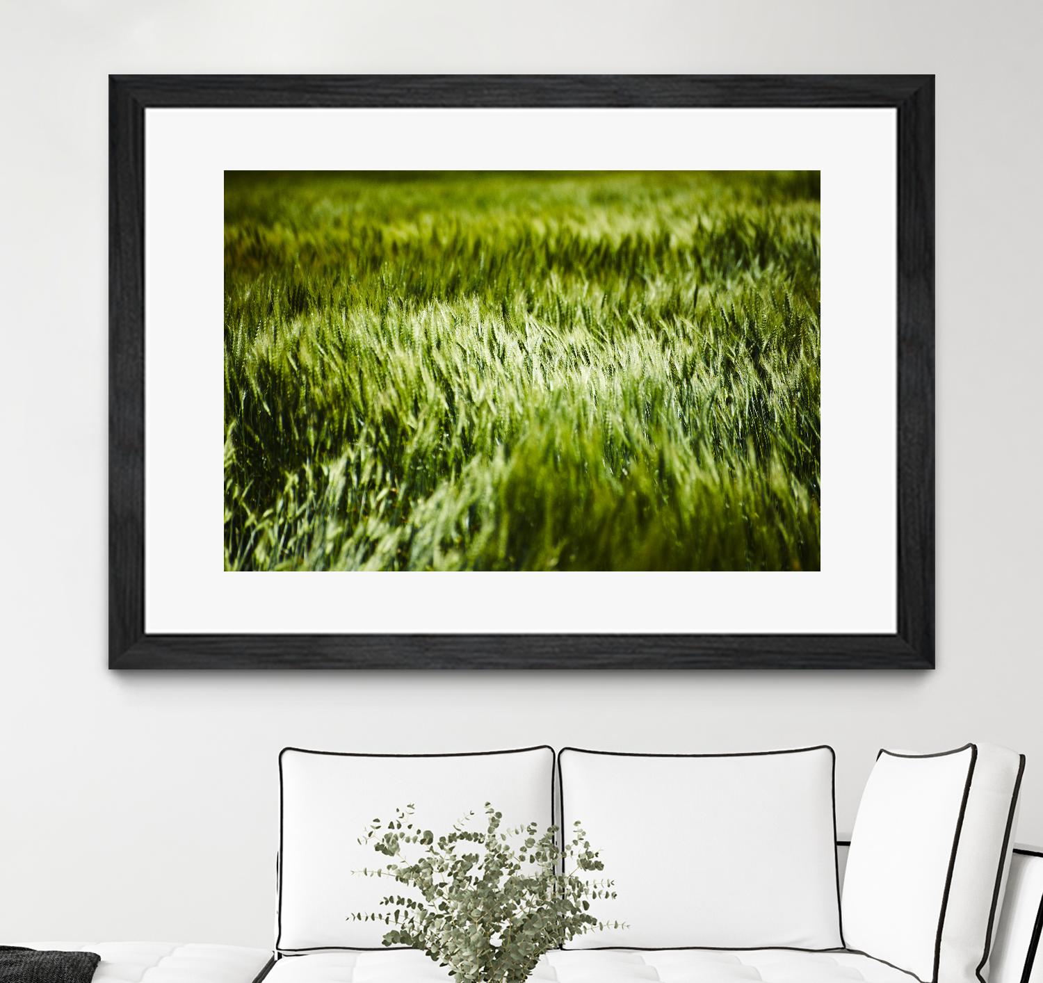 Grass IV by Peter Morneau on GIANT ART - green photo art