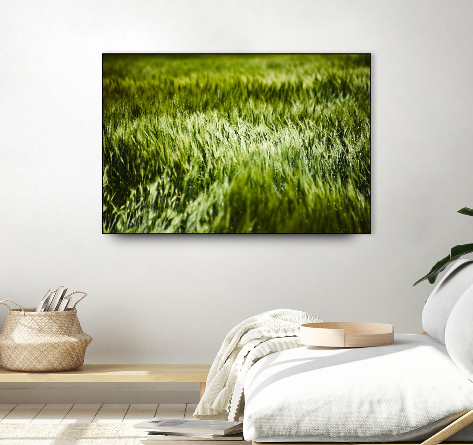 Grass IV by Peter Morneau on GIANT ART - green photo art