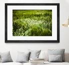 Grass IV by Peter Morneau on GIANT ART - green photo art