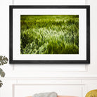 Grass IV by Peter Morneau on GIANT ART - green photo art