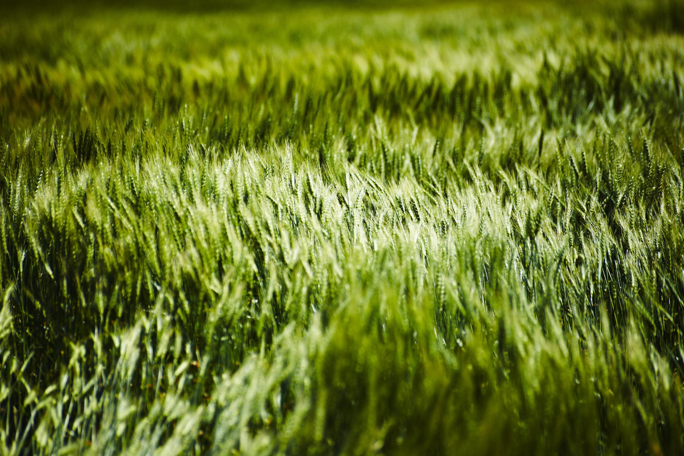 Grass IV by Peter Morneau on GIANT ART - green photo art