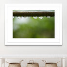 Drops of water II by Peter Morneau on GIANT ART - brown photo art