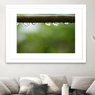 Drops of water II by Peter Morneau on GIANT ART - brown photo art