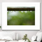 Drops of water II by Peter Morneau on GIANT ART - brown photo art