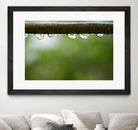 Drops of water II by Peter Morneau on GIANT ART - brown photo art