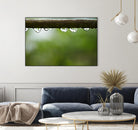 Drops of water II by Peter Morneau on GIANT ART - brown photo art