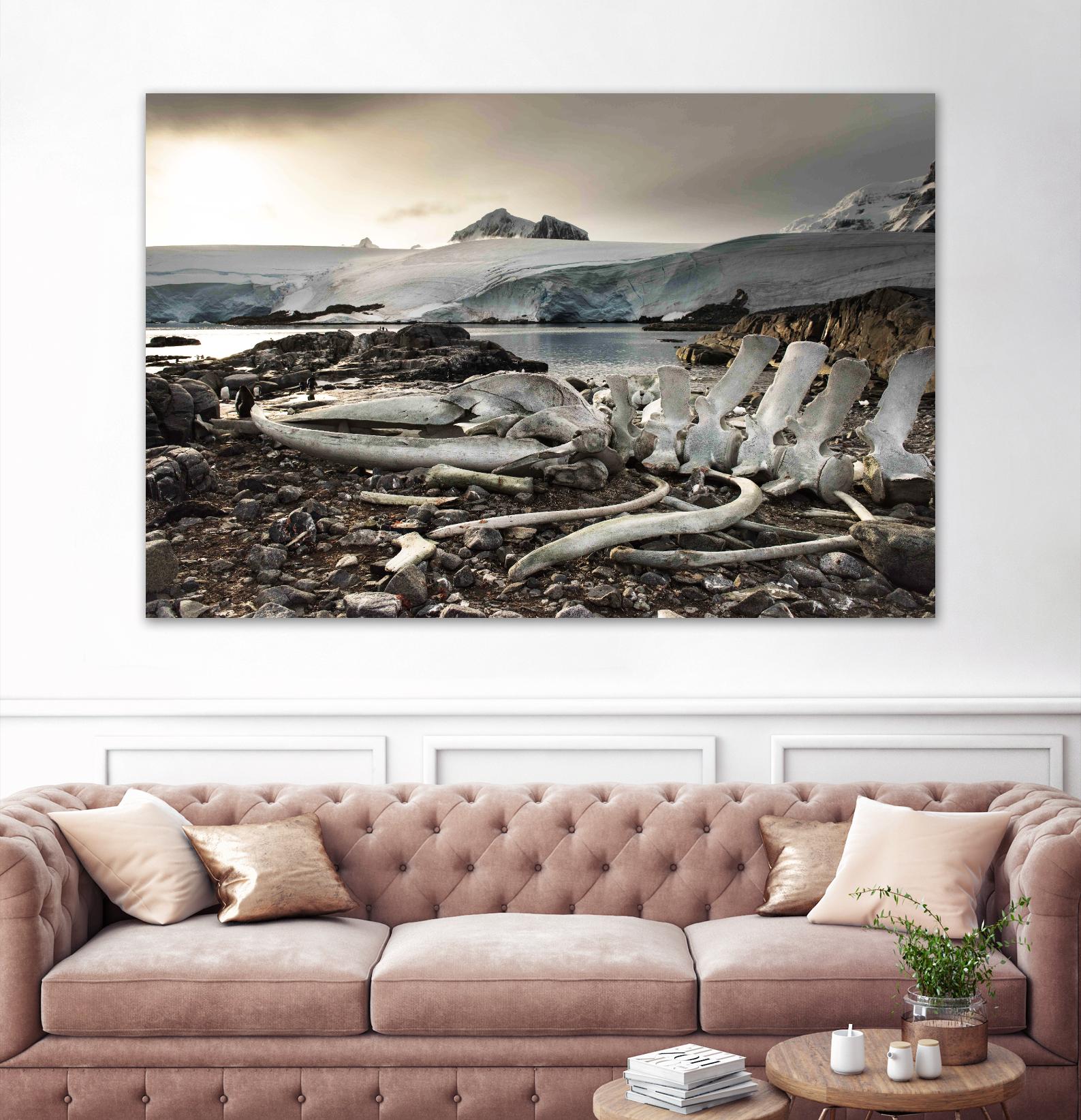 Whale skeleton at Jougla point, Antarctica by Nick Jackson on GIANT ART - grey photo art