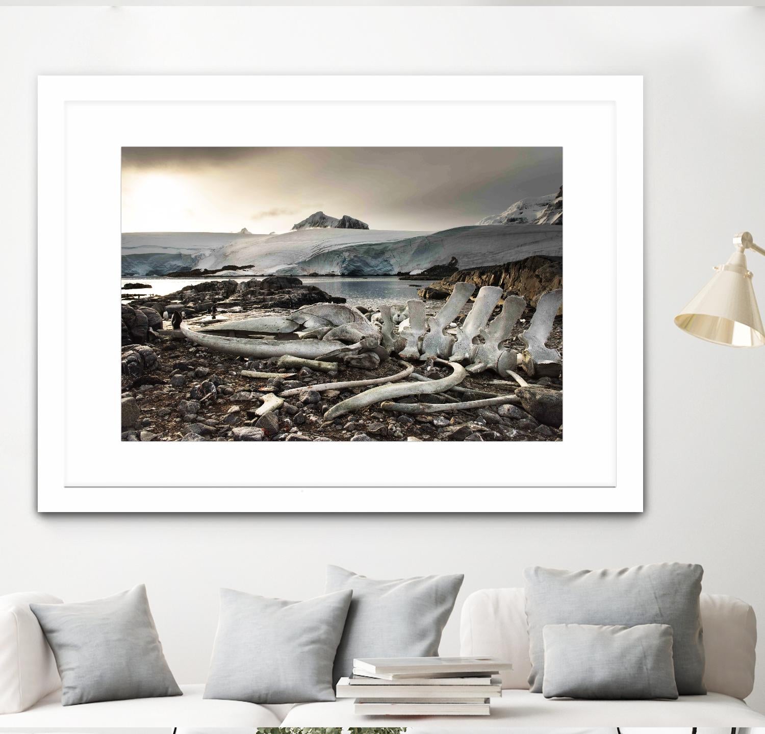 Whale skeleton at Jougla point, Antarctica by Nick Jackson on GIANT ART - grey photo art