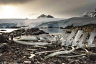 Whale skeleton at Jougla point, Antarctica by Nick Jackson on GIANT ART - grey photo art