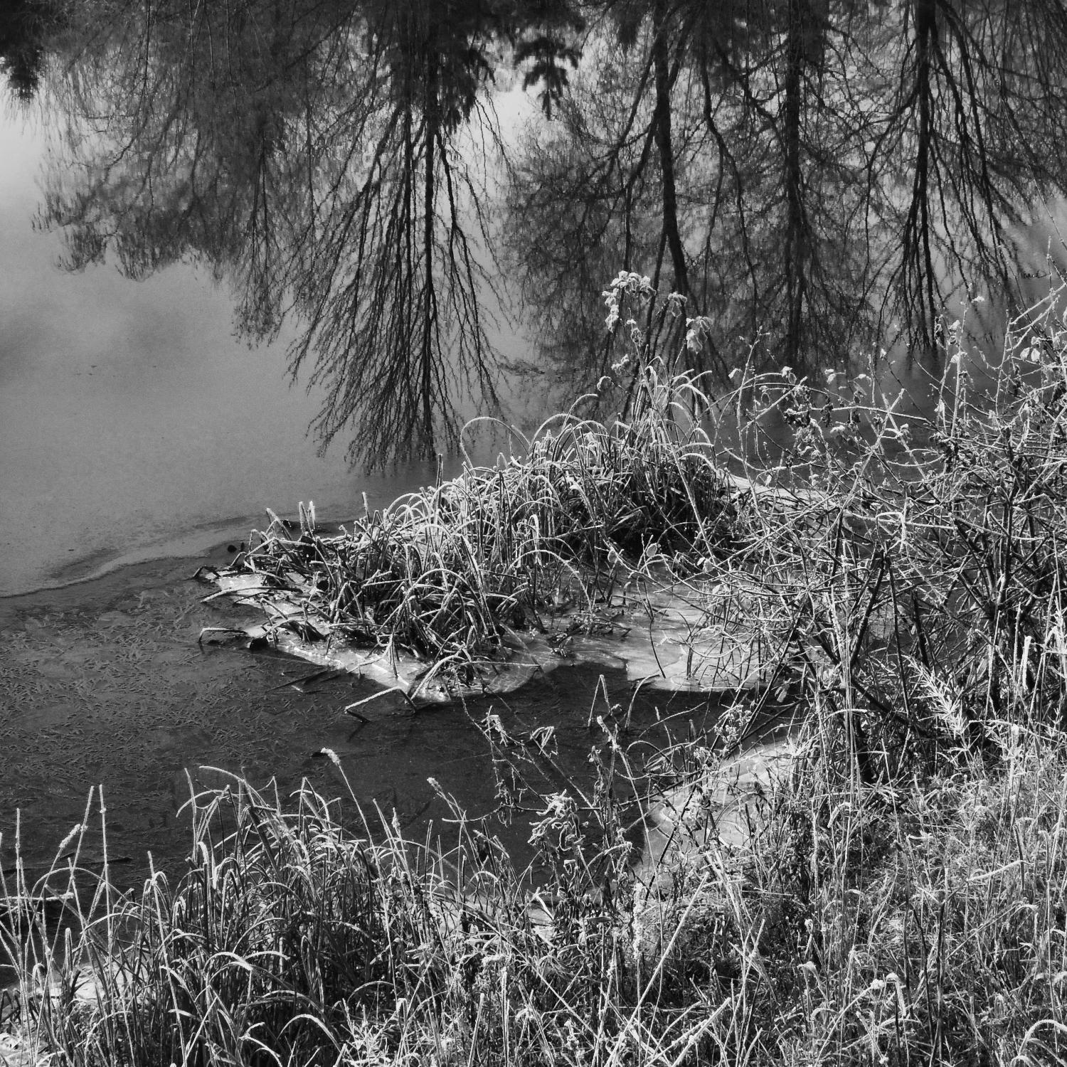 First Frost II by Jean-François Dupuis on GIANT ART - white black & white reflection