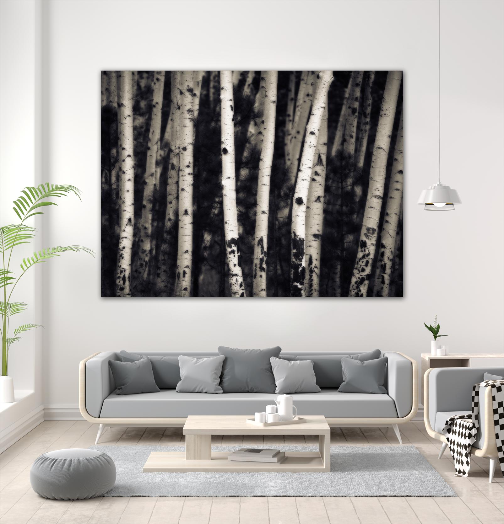 Birch Trees by Jamie Cook on GIANT ART - black landscape