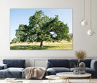 Strength by Acer Images on GIANT ART - blue trees