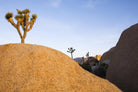 Joshua Tree Dream by Acer Images on GIANT ART - blue landscape