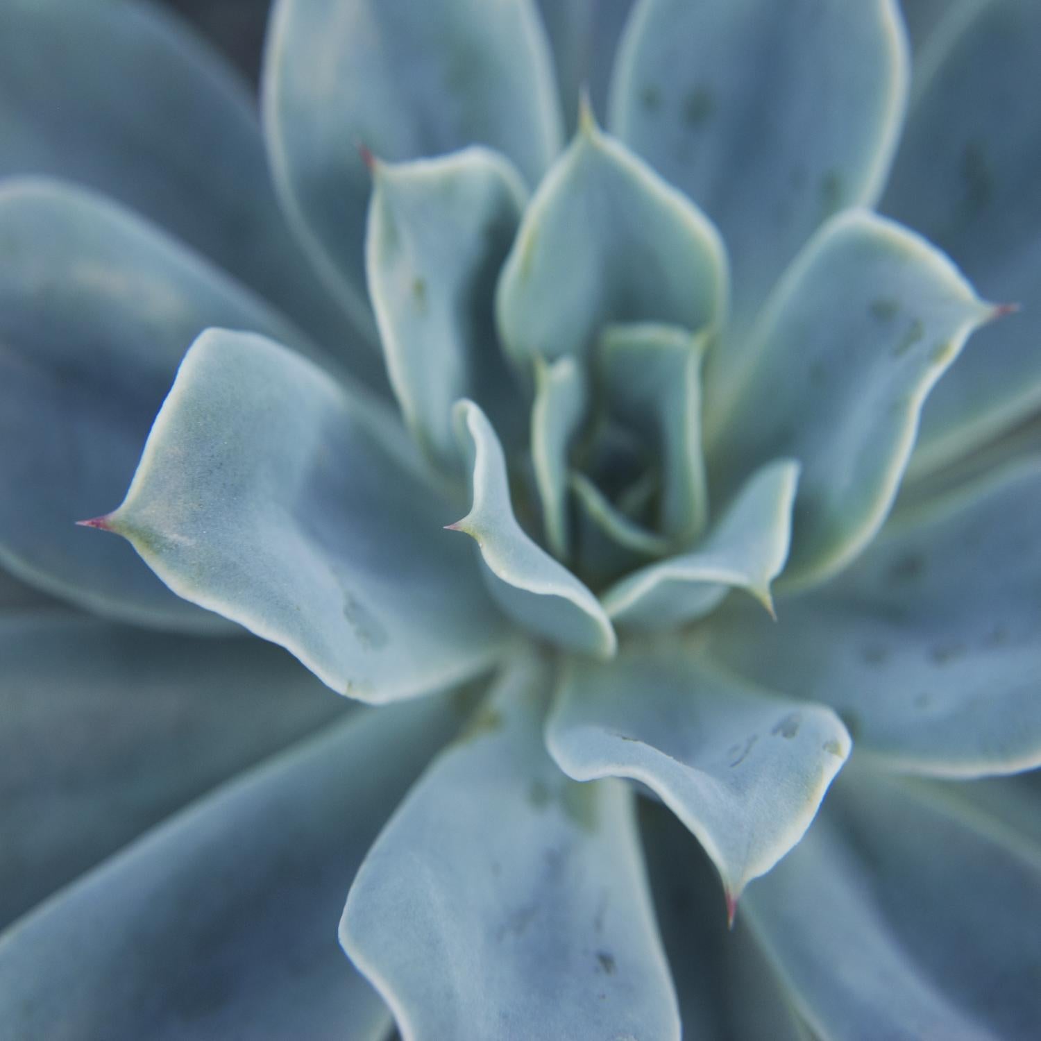 Sweet Succulent by Karen Ussery on GIANT ART - blue botany