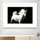 Candle 4 by Patrick Marshall on GIANT ART - black animals