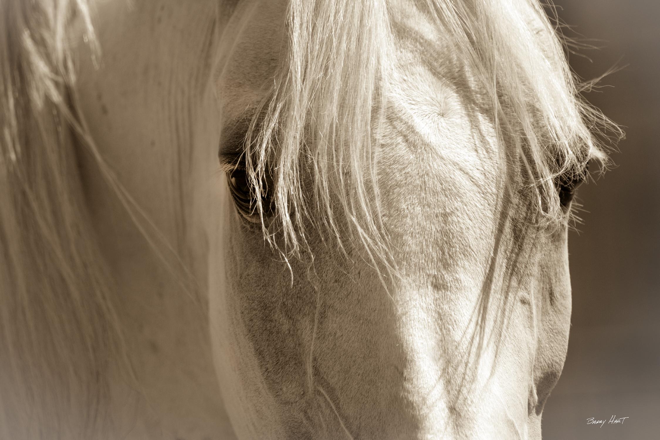 Angel Eyes by Barry Hart on GIANT ART - beige animals