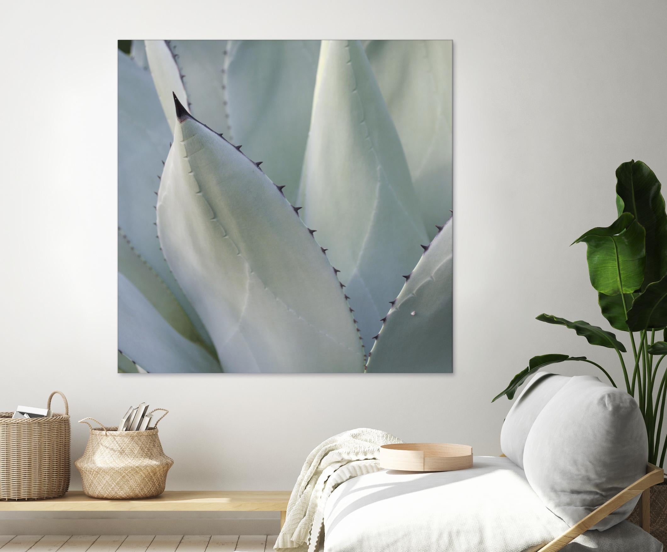 Black Tip Succulent by Karen Ussery on GIANT ART - grey botany