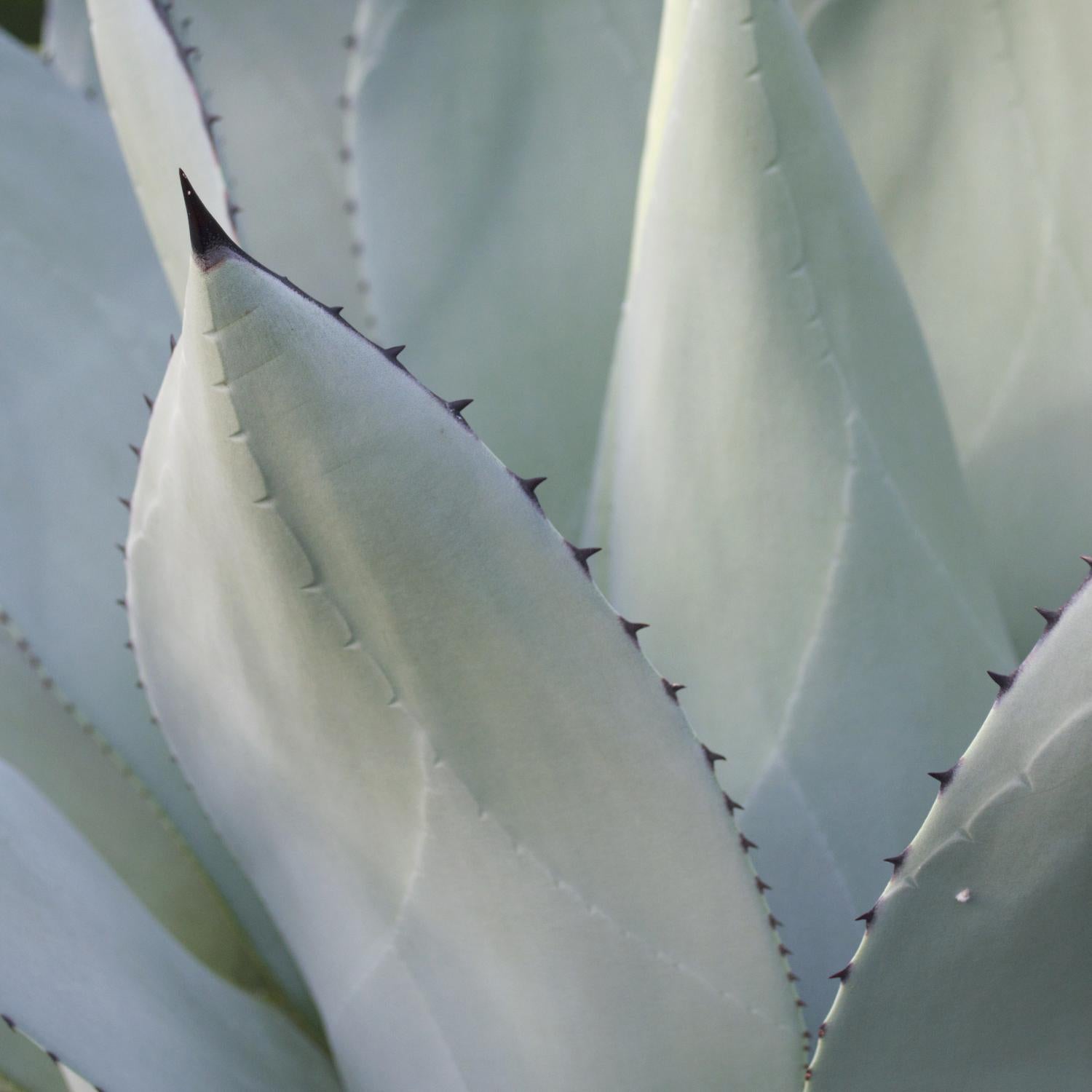 Black Tip Succulent by Karen Ussery on GIANT ART - grey botany