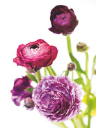 Spring Ranunculus VI by Laura Marshall on GIANT ART - green floral