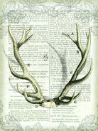 Regal Antlers on Newsprint I by Sue Schlabach on GIANT ART - brown country look