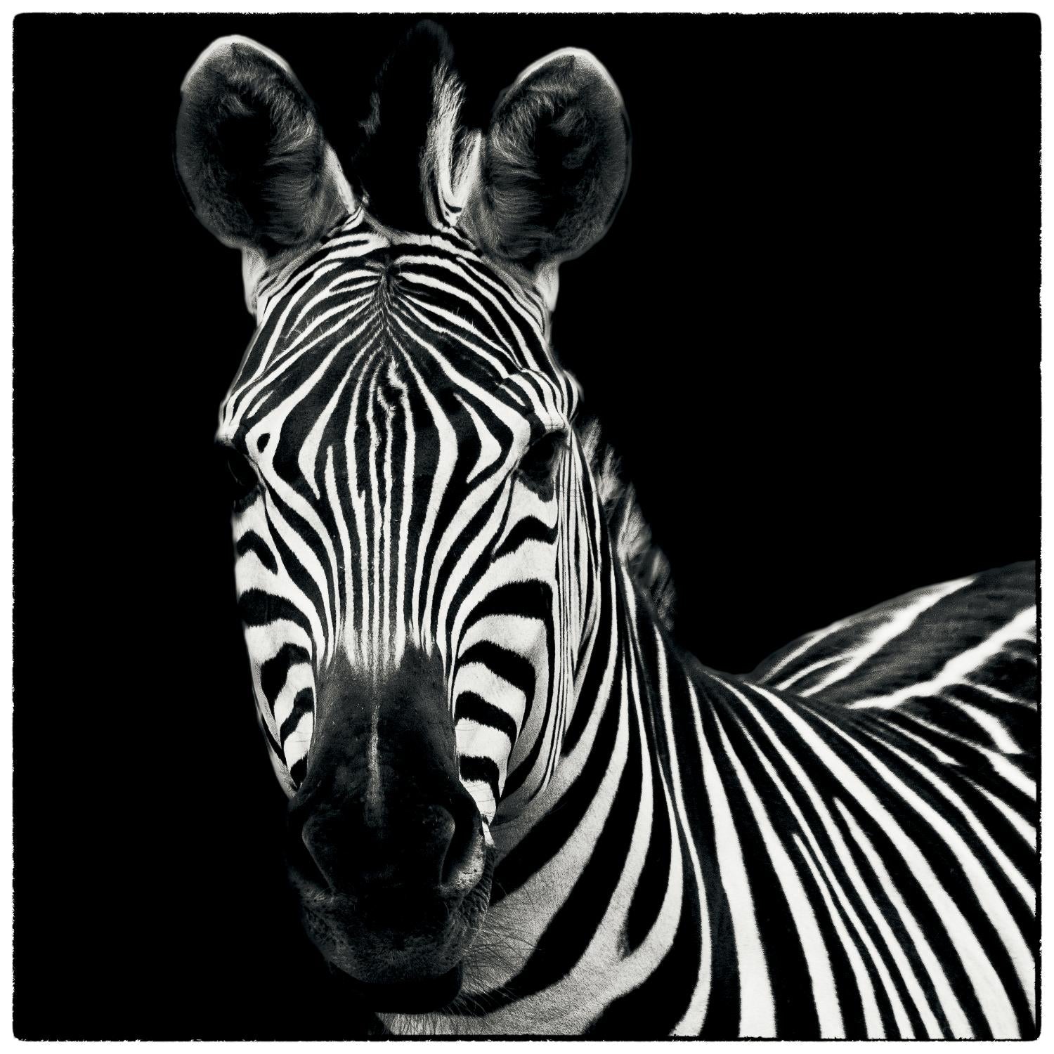 Zebra II by Debra Van Swearingen on GIANT ART - white animals