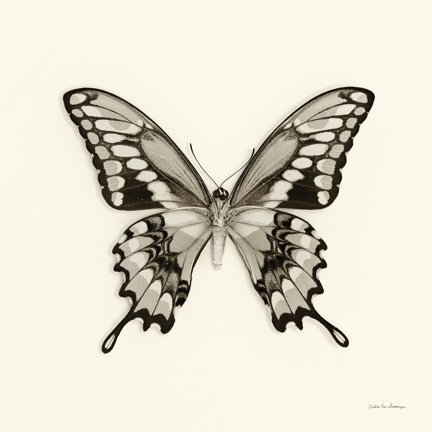 Butterfly VI BW Crop by Debra Van Swearingen on GIANT ART - beige animals