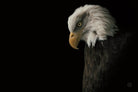 Eagle Bow by Nathan Larson on GIANT ART - animals american eagle