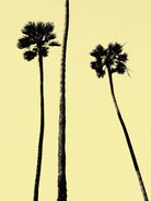 Palm Trees 2000 (Yellow) by Erik Asla on GIANT ART - multicolor photography; contemporary