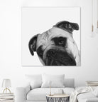 Qué Pasa? by Jon Bertelli on GIANT ART - multicolor animals; photography