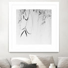 Willow Print No. 1 by Nicholas Bell on GIANT ART - multicolor photography