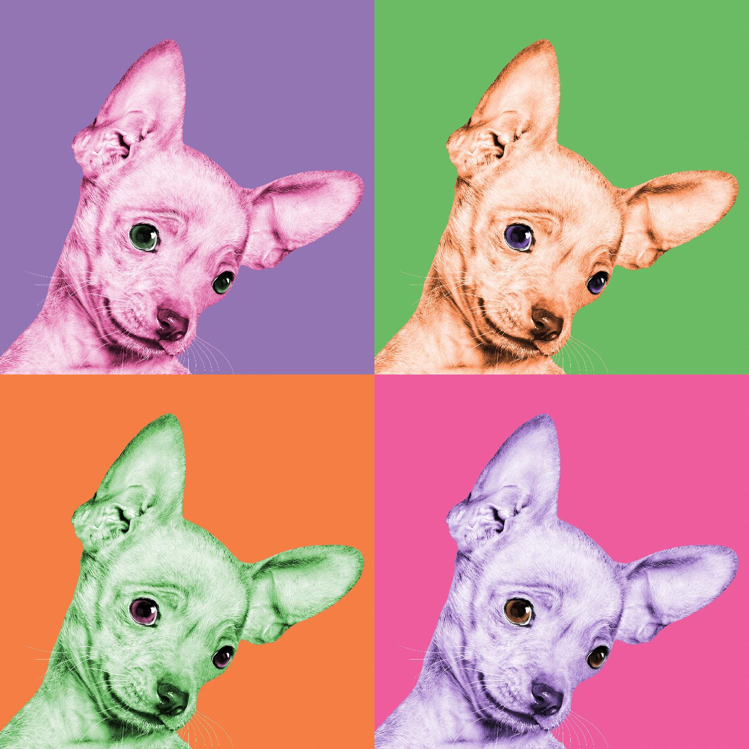 Sweet Chihuahua Pop by Jon Bertelli on GIANT ART - multicolor animals; photography; contemporary