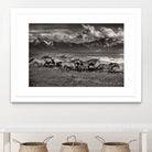 Mountain Range Mavericks by Lisa Dearing on GIANT ART - multicolor photography; animals