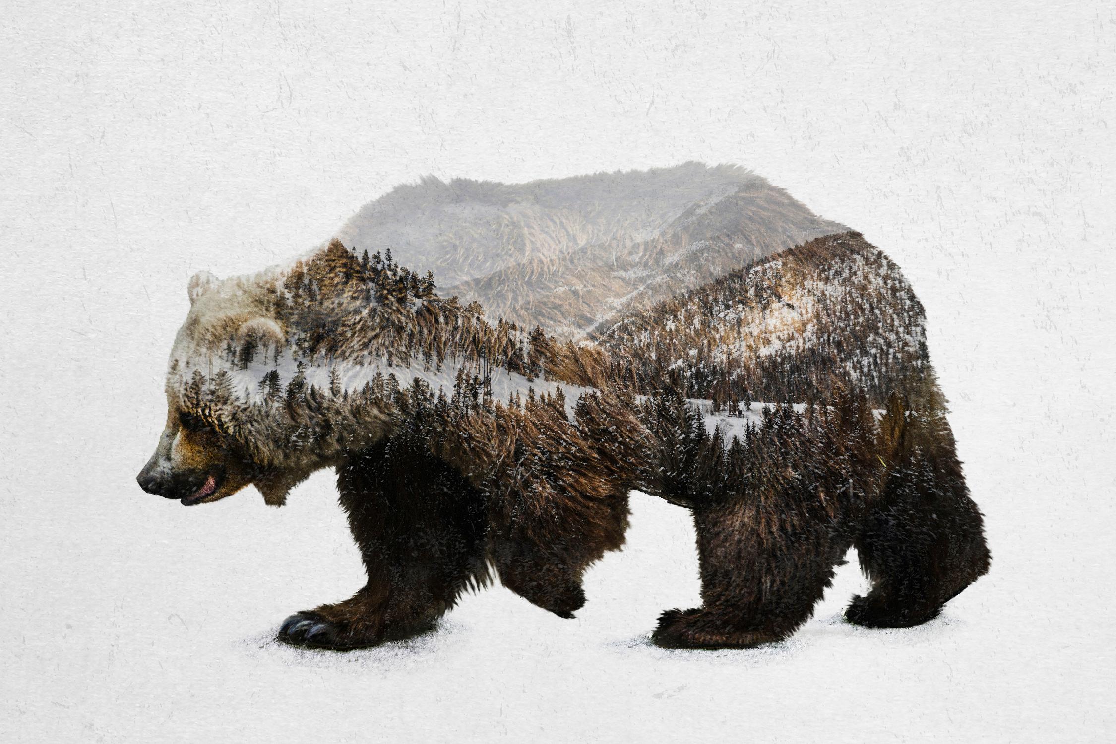 The Kodiak Brown Bear by Davies Babies on GIANT ART - white animals