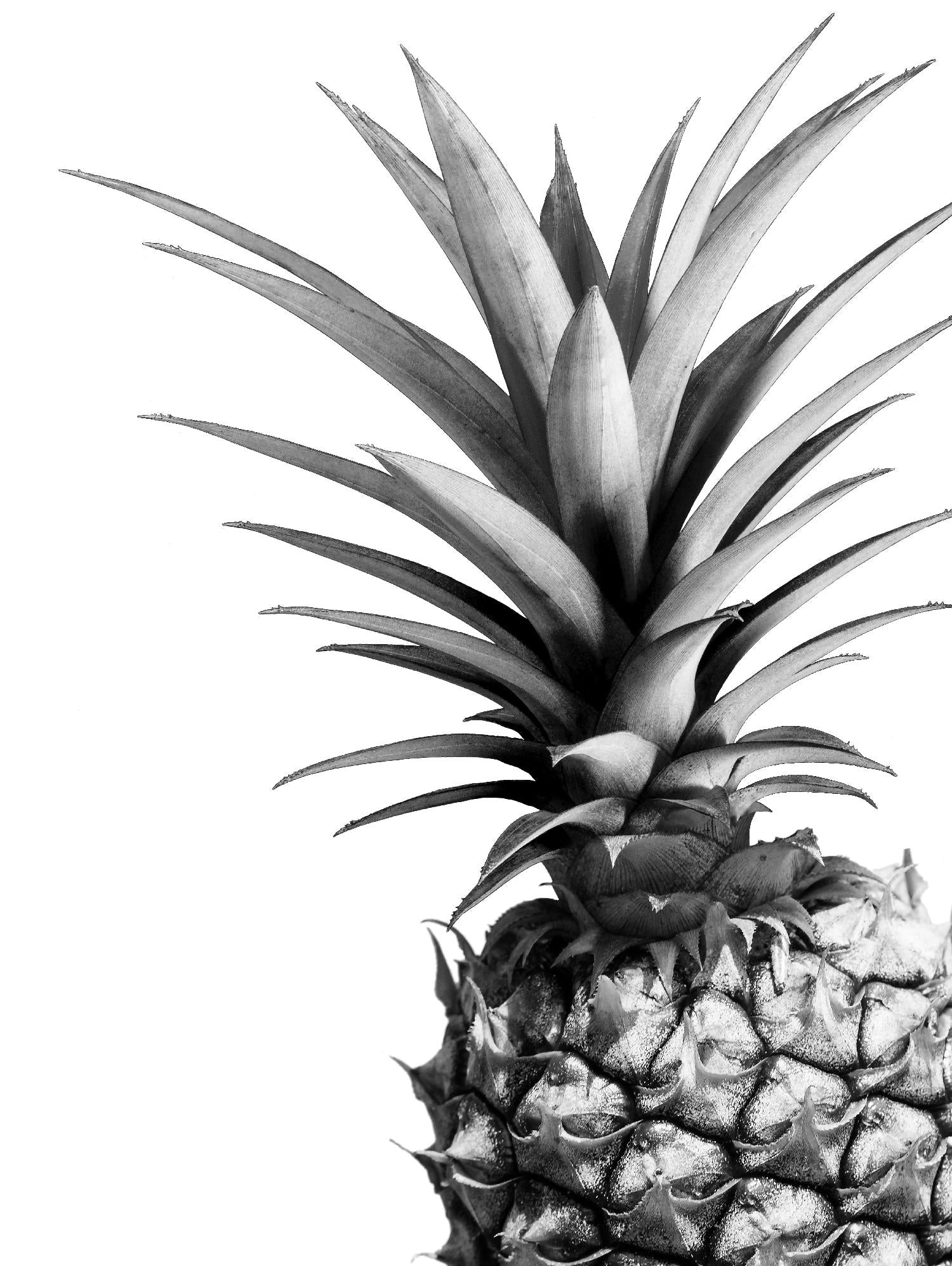 Pineapple (BW) by Lexie Greer on GIANT ART - multicolor photography; cuisine; floral/still life