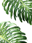 Double Philodendron (color) by Lexie Greer on GIANT ART - green botanical leaves