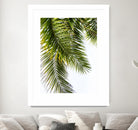 Palm Leaves by Lexie Greer on GIANT ART - multicolor photography; floral/still life