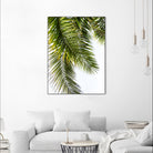 Palm Leaves by Lexie Greer on GIANT ART - multicolor photography; floral/still life